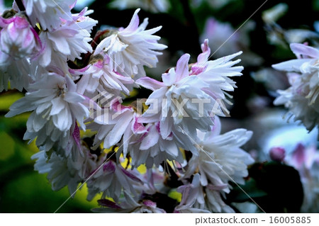 Sarasa Tutsugi 16005885