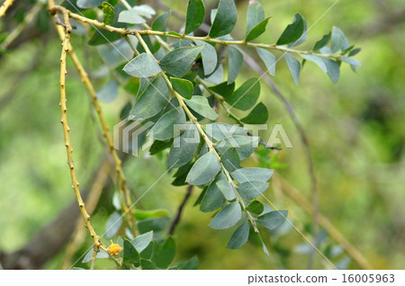 Sankakuba Acacia 16005963