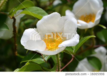 Rosa laevigata 16005998