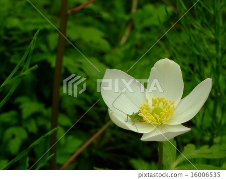 Ichirin浸泡 16006535