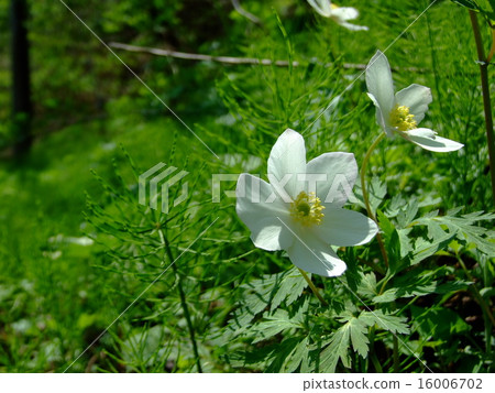 Ichirin浸泡 16006702