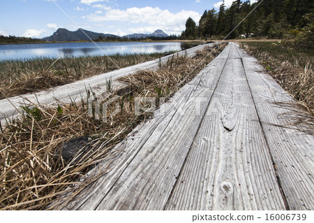 Okunin-morihara tree road 16006739