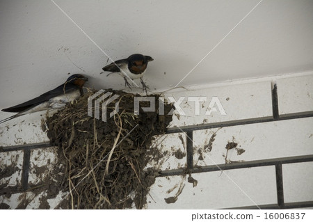 Making a swallow's nest 16006837