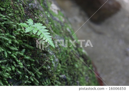 Moss growing on the rock and fern Moss growing on the rock and fern 16006850