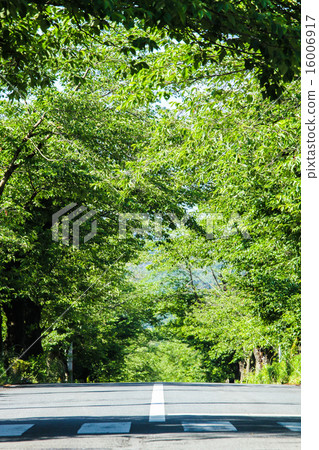 Fresh green road 16006917