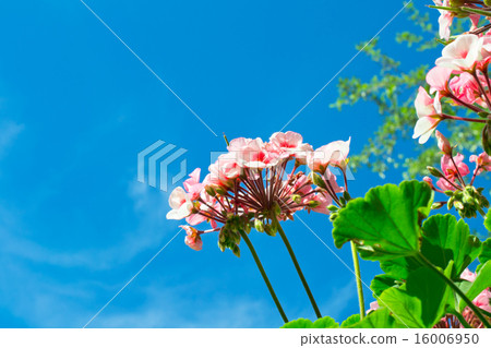 Park in Orlando, USA 16006950