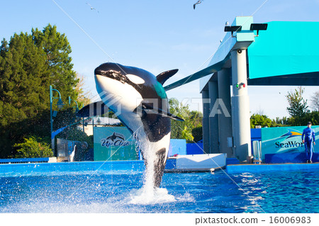 Killer whale 16006983