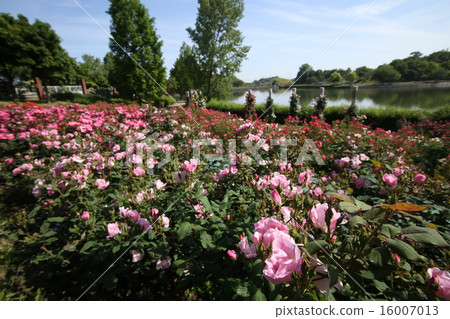 蜻蜓池塘公園玫瑰 蜻蜓池塘公園玫瑰 16007013