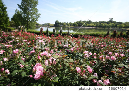 蜻蜓池塘公園玫瑰 蜻蜓池塘公園玫瑰 16007014