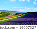 Lavender field 16007327