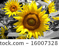 sunflower	 16007328