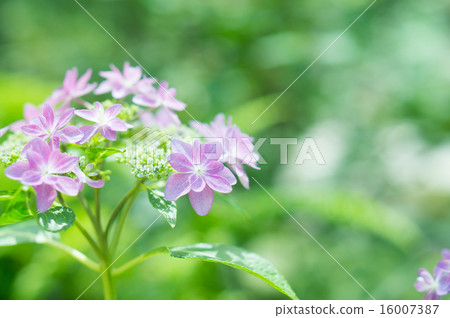 繡球花開始綻放（紫色） 16007387