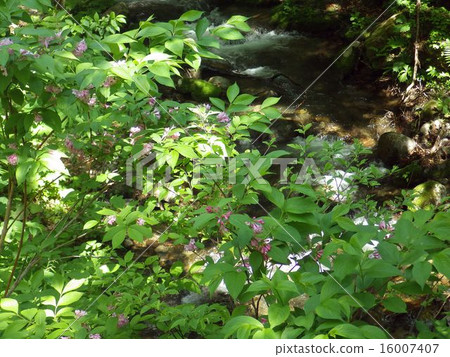 Weigela Weigela 16007407