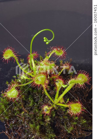 Caterpillar plant Mosengoke (hairy leaf) 16007451