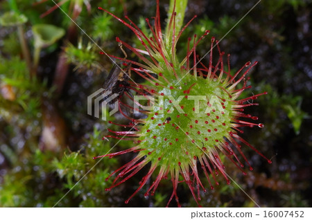 食蟲植物Mosengoke的Insectivora葉子（毛葉） 16007452