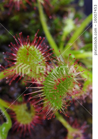 食蟲植物Mosengoke的Insectivora葉子（毛葉） 16007453