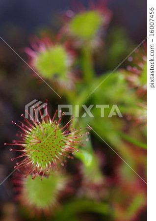 Insectivorous plants Insectivora leaves of Mosengoke (hairy leaf) 16007456