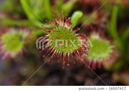 Insectivorous plants Insectivora leaves of Mosengoke (hairy leaf) 16007457