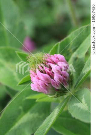 The blooming flower of Murasakitetsukusa growing in a vacant lot. The blooming flower of Murasakitetsukusa growing in a vacant lot. 16007480