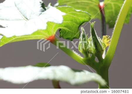 Okra's bud Okra's bud 16007481