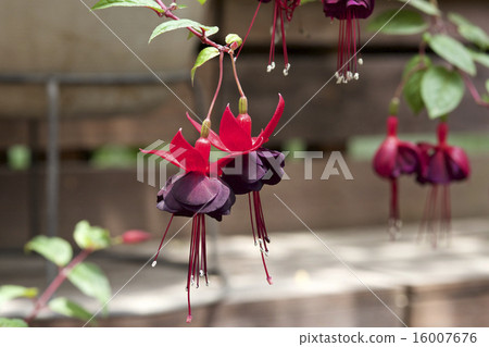 Fascinating fuchsia Fascinating fuchsia 16007676