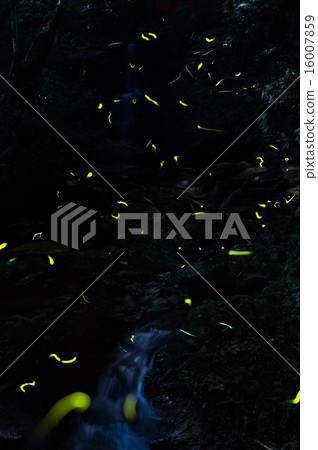 螢火蟲在山谷中 16007859