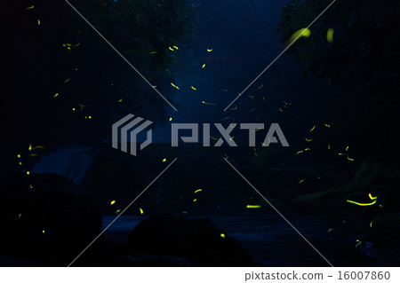 山間溪流和螢火蟲 山間溪流和螢火蟲 16007860