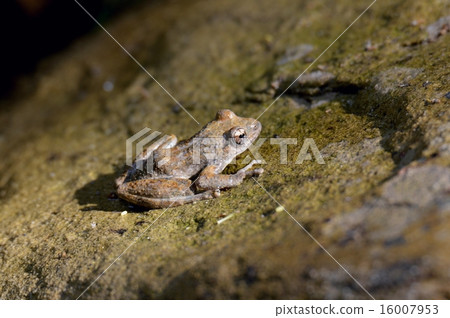 Red-headed frog 16007953