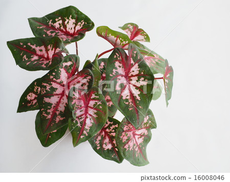 Karadayamu Karadayamu 16008046