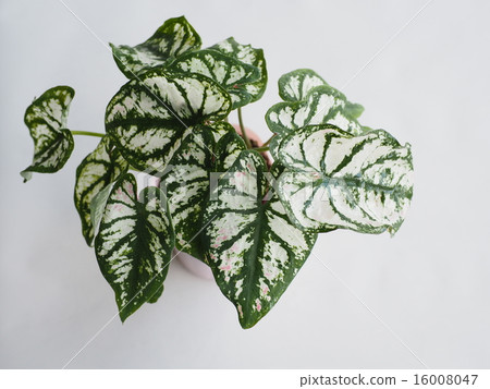Karajumu 16008047