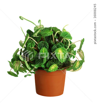 圖庫照片: houseplant - peperomia caperata a potted plant