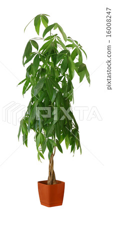 Houseplant - Pachira aquatica a potted plant isolated over white 16008247