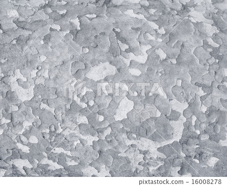 bark of platan tree 16008278