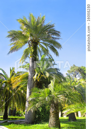 Walkway in a beautiful Park with Palms 16008280