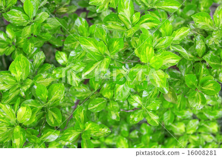 green leaf background green leaf background 16008281