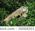 iguana 16008301