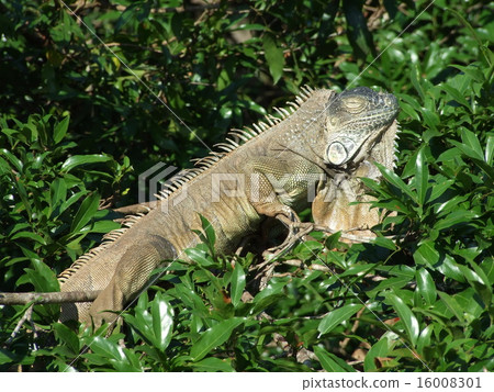 iguana iguana 16008301