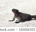 Sea Iguana 16008305