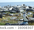 Blue-footed Booby 16008307