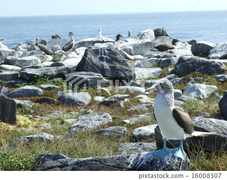 Blue-footed Booby 16008307
