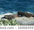 Sea Iguana 16008309