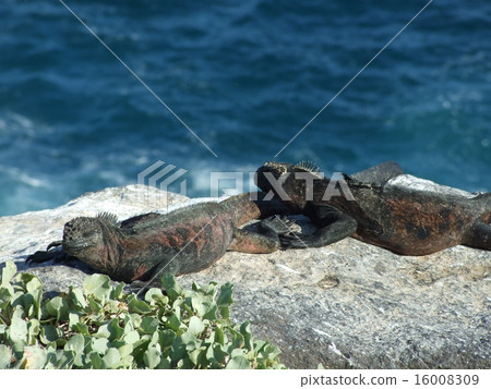 海鬣蜥 海鬣蜥 16008309