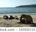 Calapagos sea lion 16008310