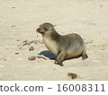 Galapagos sea lion 16008311