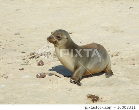 加拉帕戈斯海獅 16008311