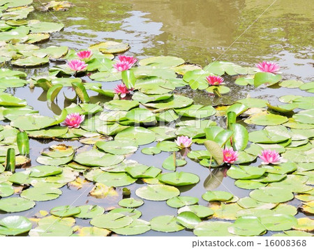 Water lily Water lily 16008368