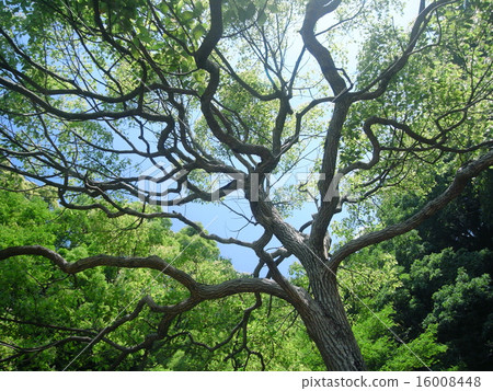 新鮮的綠樹 新鮮的綠樹 16008448