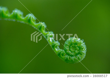 Tender Green Fiddlehead of Young Fern Tender Green Fiddlehead of Young Fern 16008517