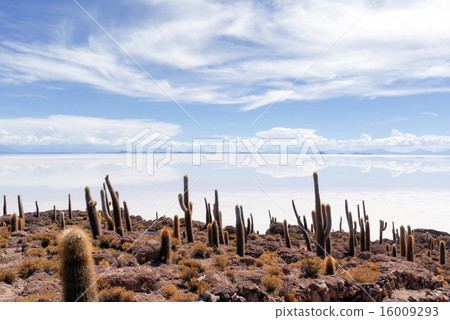 Uyuni's Cactus Island Uyuni's Cactus Island 16009293