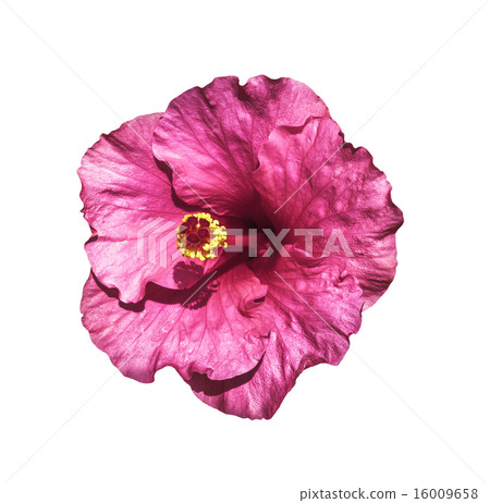 Pink hibiscus flower Pink hibiscus flower 16009658